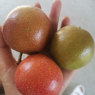 鞍山特产南果梨大量有货