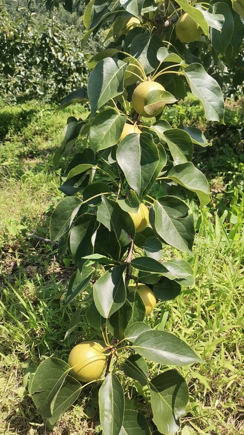 鞍山特产南果梨大量有货