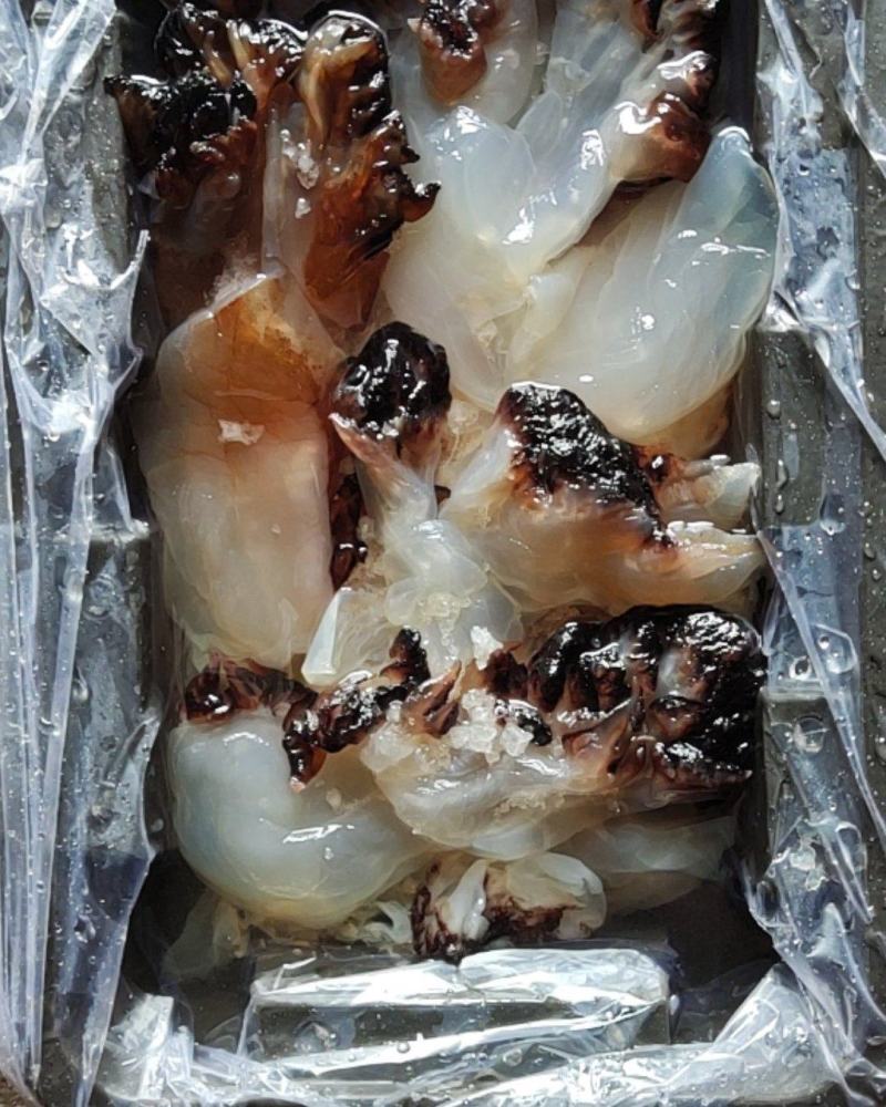 【精品】海蜇头，海蜇皮，海蜇丝批发且加工一手货源，质