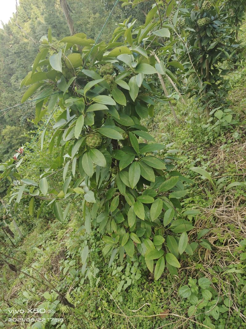 布福娜