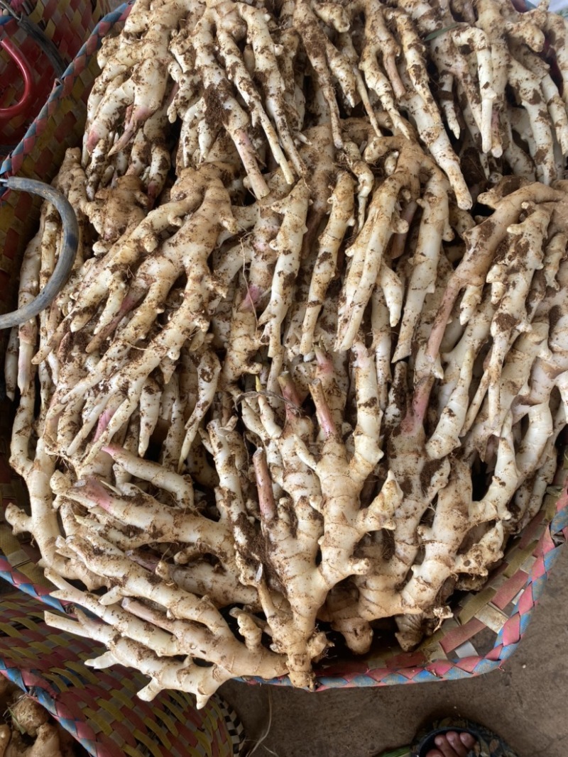 仔姜生姜嫩姜广西产地供应质量保证精品货大量有