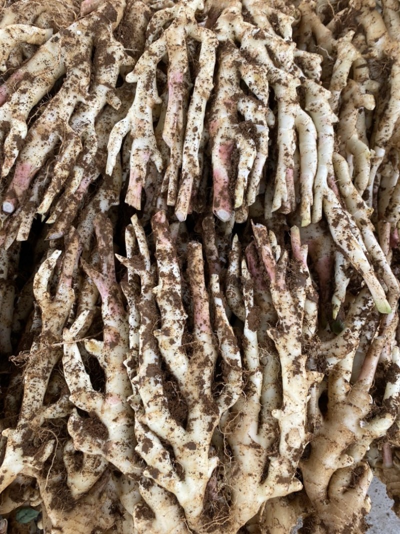 仔姜生姜嫩姜广西产地供应质量保证精品货大量有