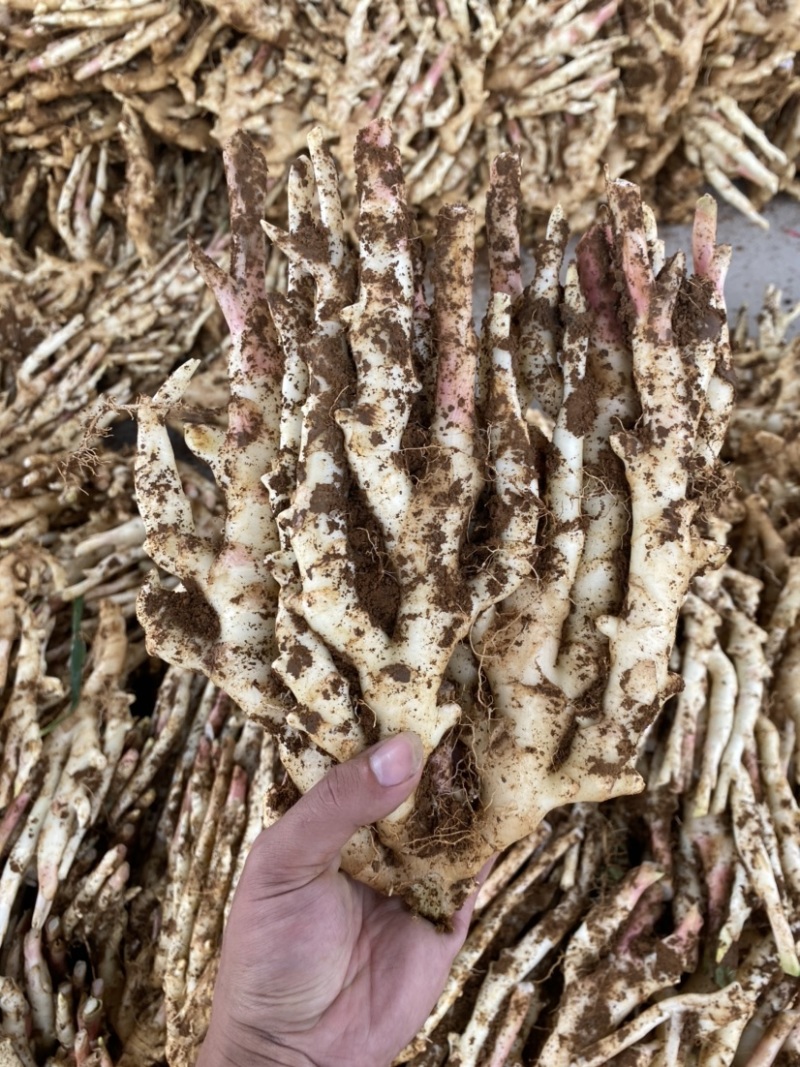 仔姜生姜嫩姜广西产地供应质量保证精品货大量有
