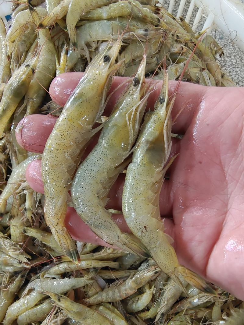 新鲜小黄虾，美味鲜甜，一手货源，每天码头上货。