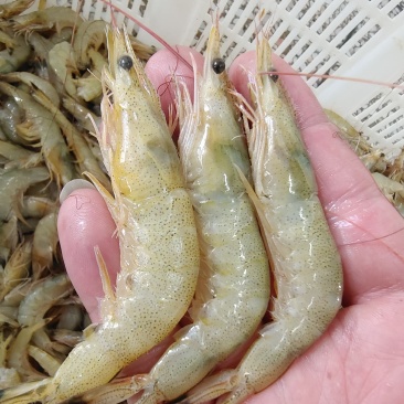 新鲜小黄虾，美味鲜甜，一手货源，每天码头上货。