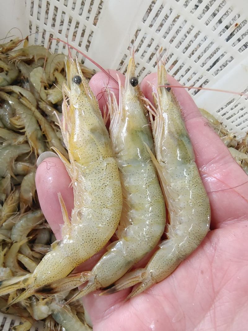 新鲜小黄虾，美味鲜甜，一手货源，每天码头上货。