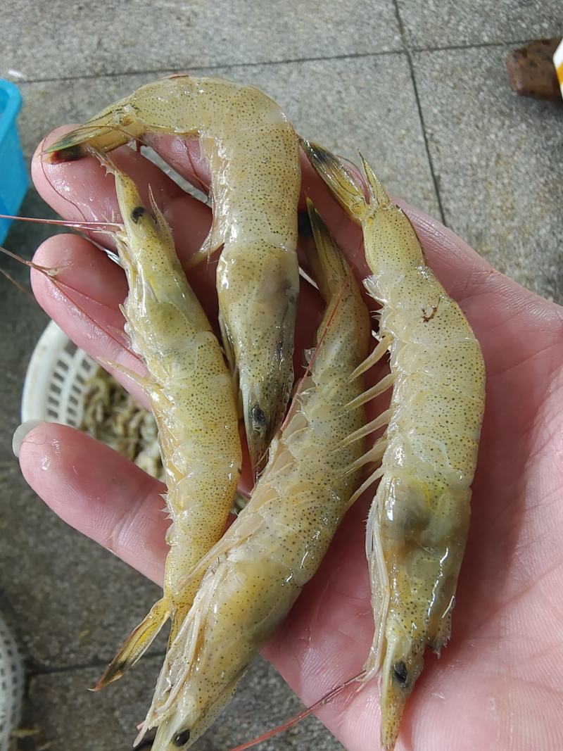 新鲜小黄虾，美味鲜甜，一手货源，每天码头上货。