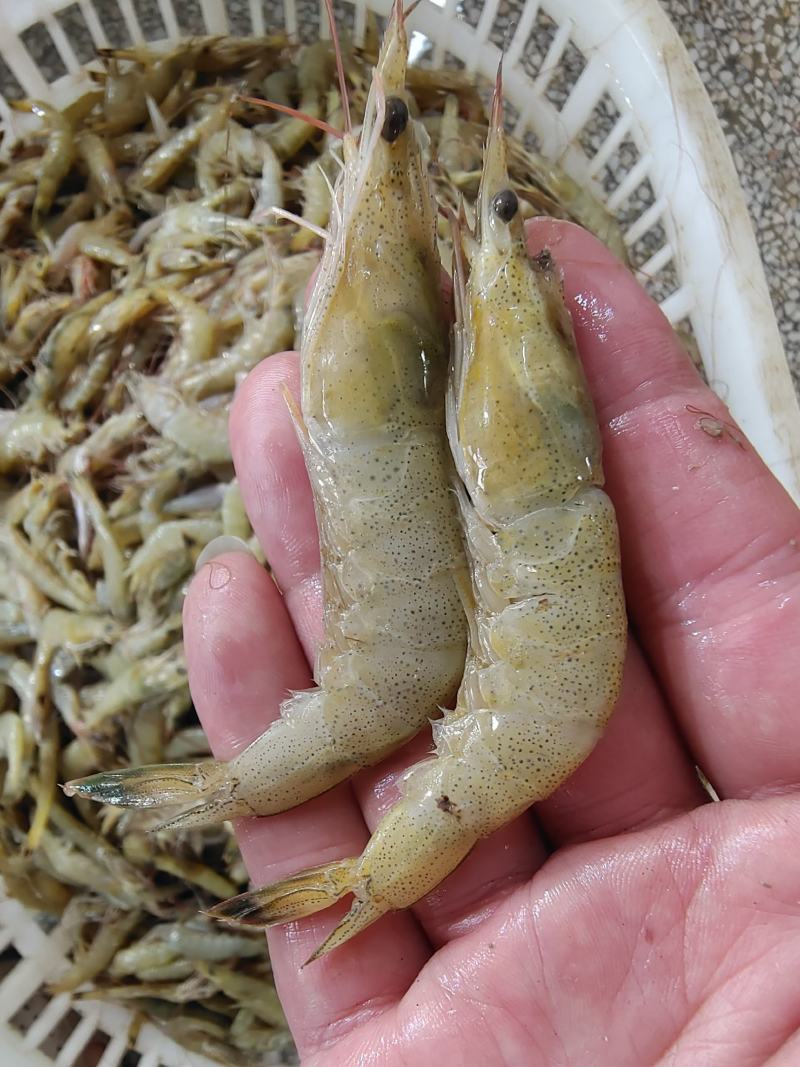 新鲜小黄虾，美味鲜甜，一手货源，每天码头上货。