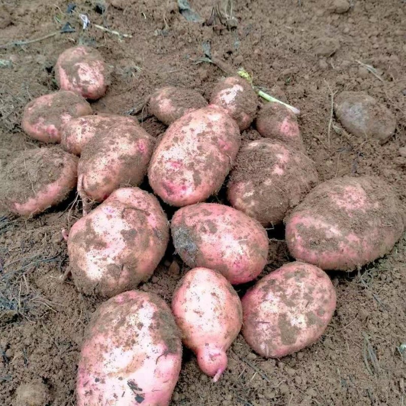 红皮黄心