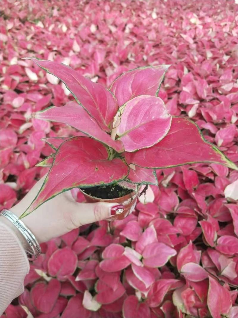 如意皇后基地直供叶色红艳靓丽红红火火
