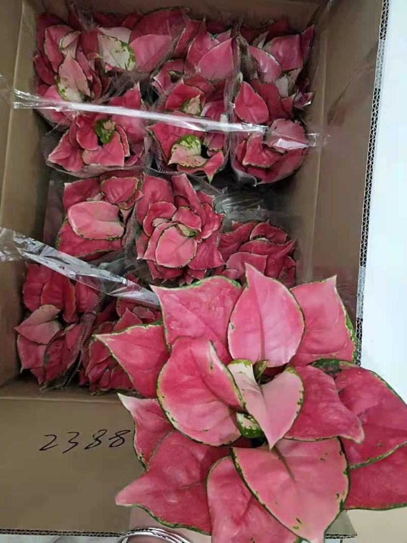 如意皇后基地直供叶色红艳靓丽红红火火