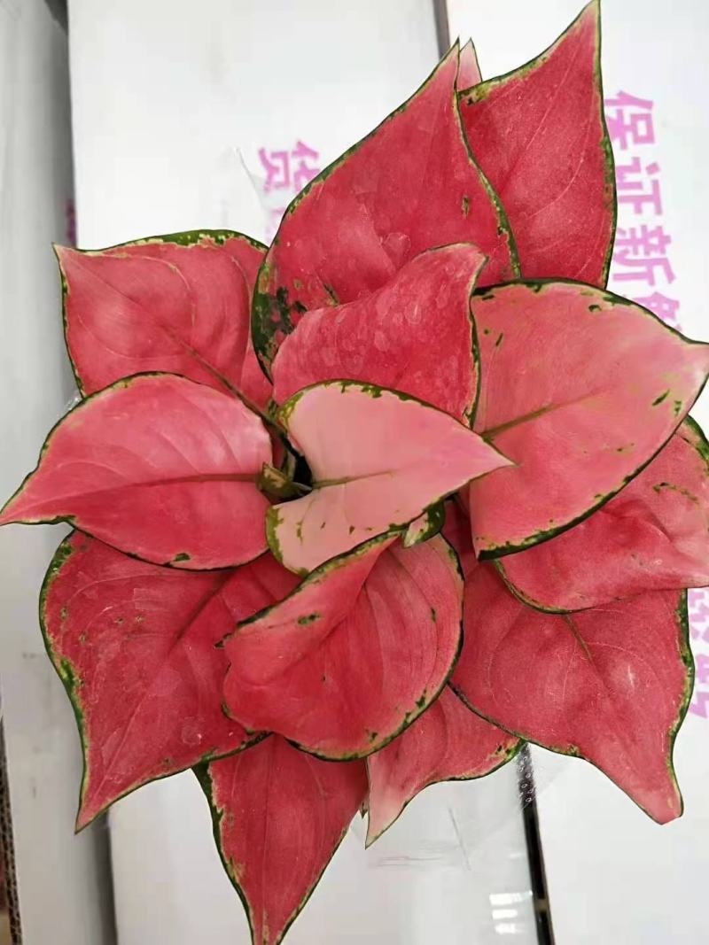 如意皇后基地直供叶色红艳靓丽红红火火
