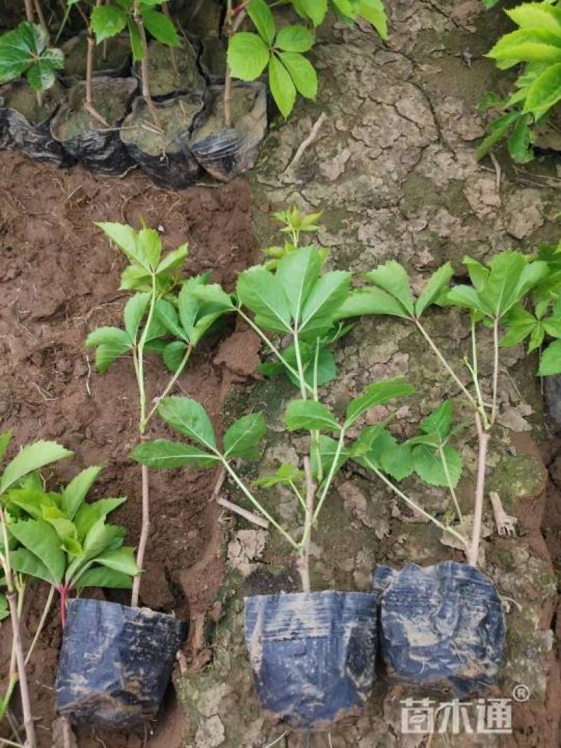 常期供应油麻藤爬山虎凌宵紫藤等绿化苗即水生植物