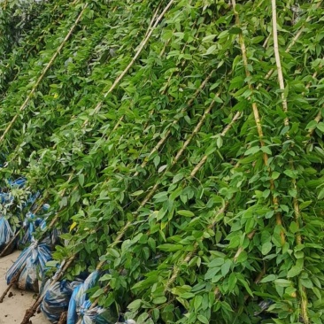 常期供应油麻藤爬山虎凌宵紫藤等绿化苗即水生植物