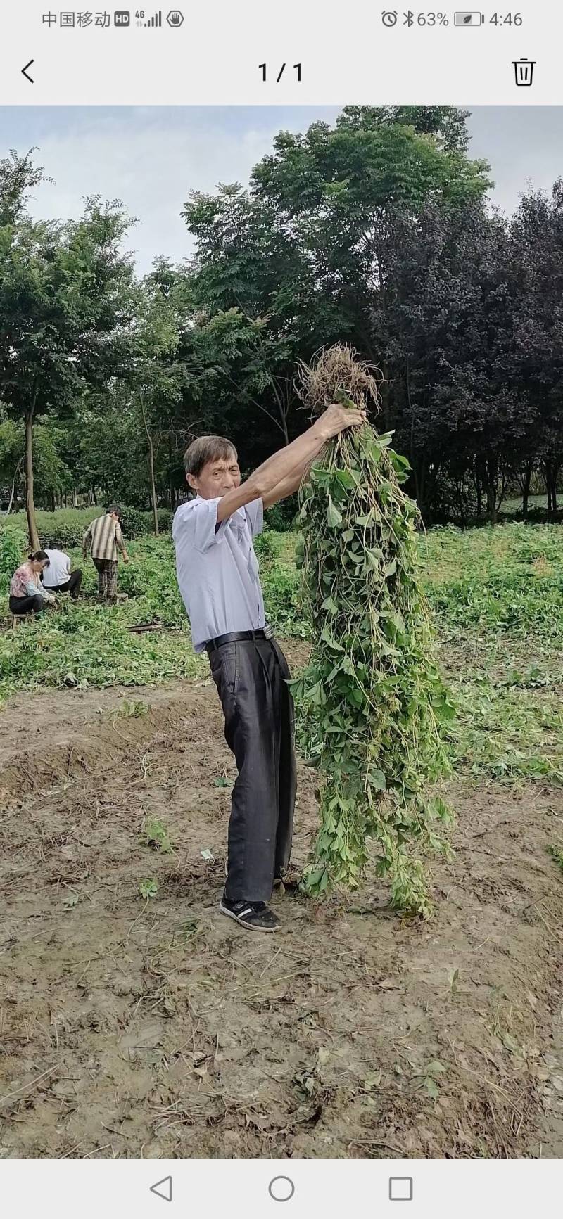 常期供应油麻藤爬山虎凌宵紫藤等绿化苗即水生植物