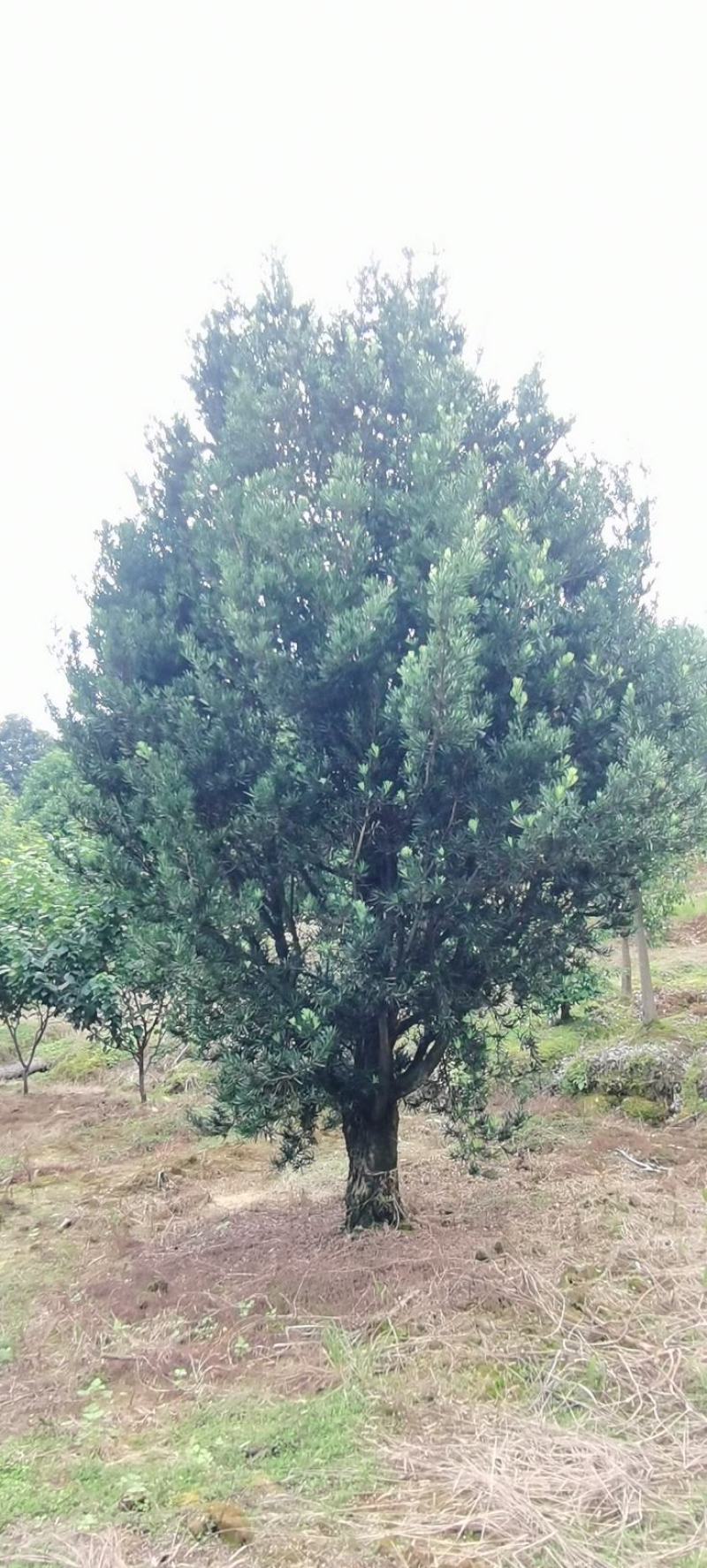 供应30量30公分罗汉松，精品罗汉松，别墅庭院风水树