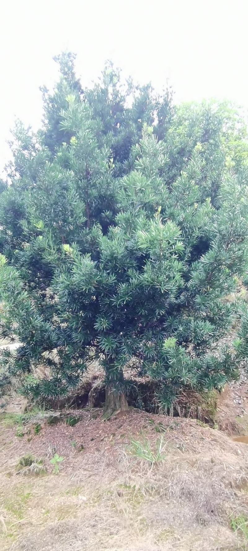 供应30量30公分罗汉松，精品罗汉松，别墅庭院风水树