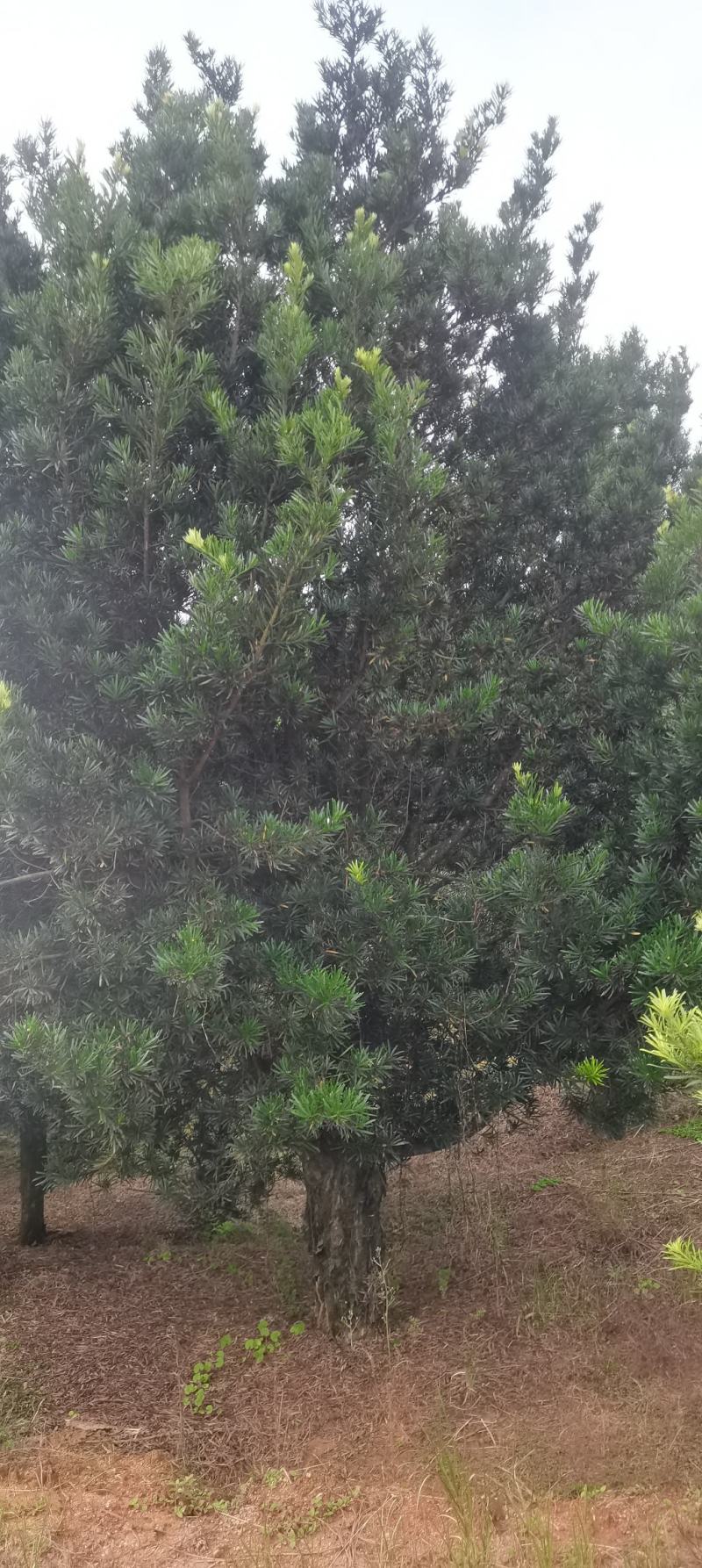 供应30量30公分罗汉松，精品罗汉松，别墅庭院风水树