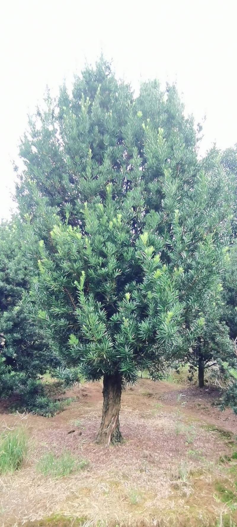 供应30量30公分罗汉松，精品罗汉松，别墅庭院风水树