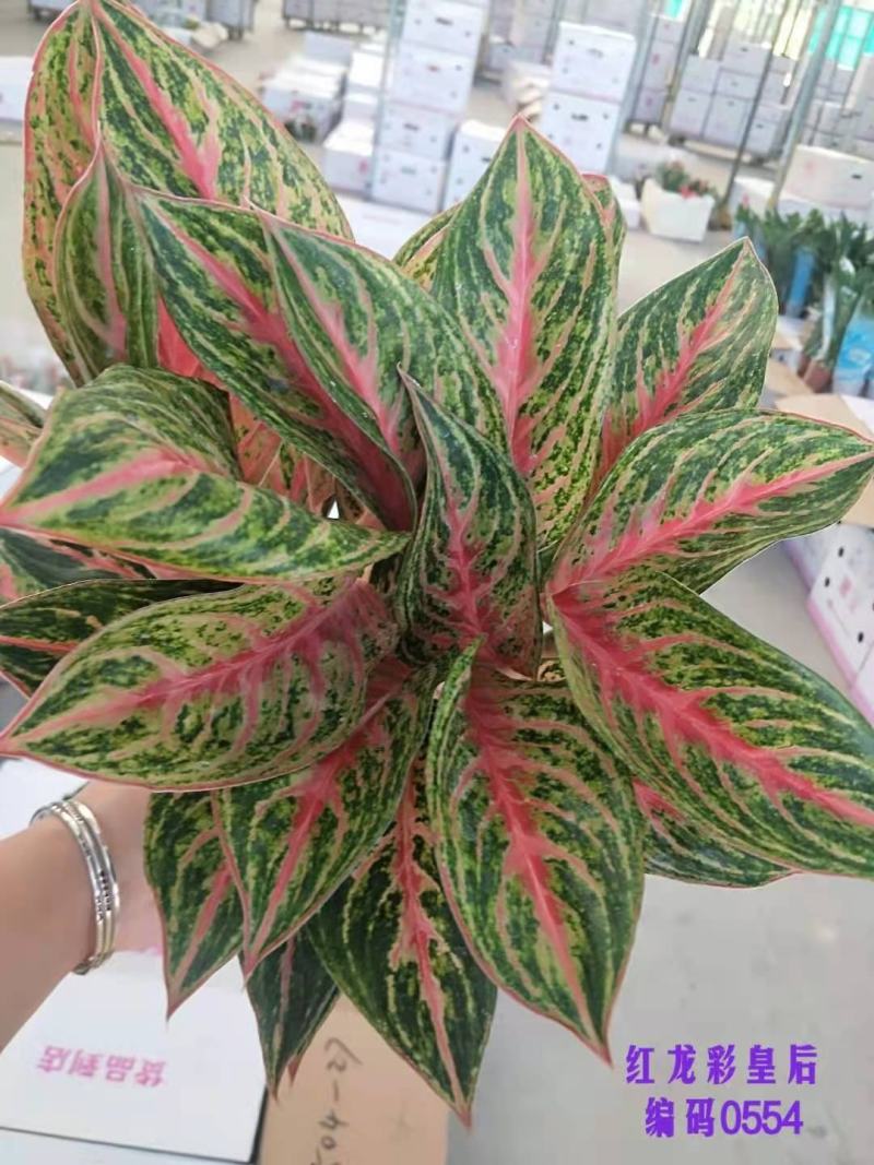 如意皇后基地直供叶色红艳靓丽红红火火