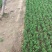 大量八房米叶系鱼川真柏小苗根系发达无病虫害
