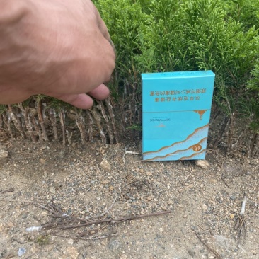 大量八房米叶系鱼川真柏小苗根系发达无病虫害