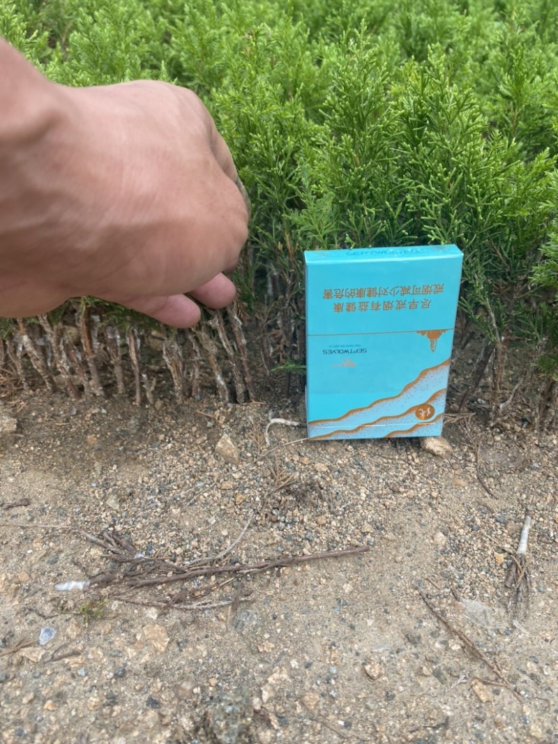大量八房米叶系鱼川真柏小苗根系发达无病虫害