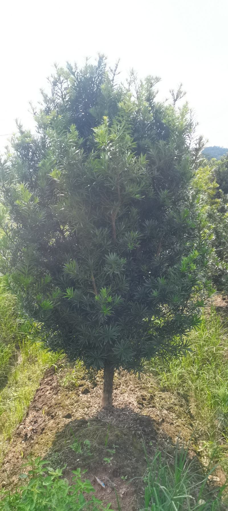 供应7公分罗汉松，自家苗圃供应，移栽田苗，走量批发