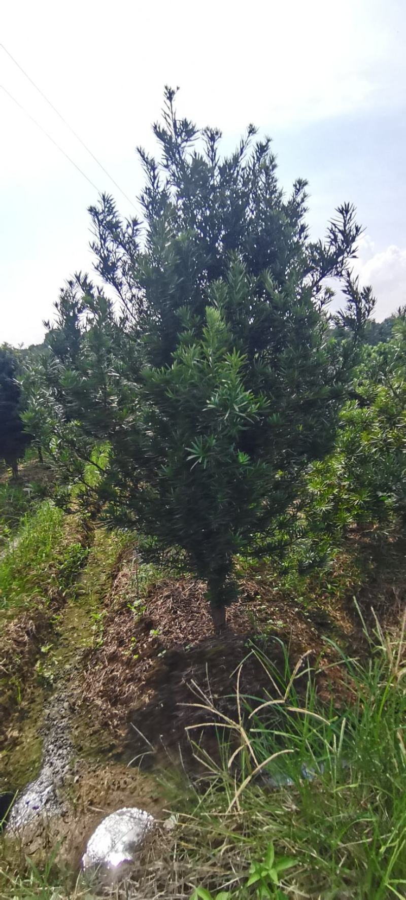 供应7公分罗汉松，自家苗圃供应，移栽田苗，走量批发