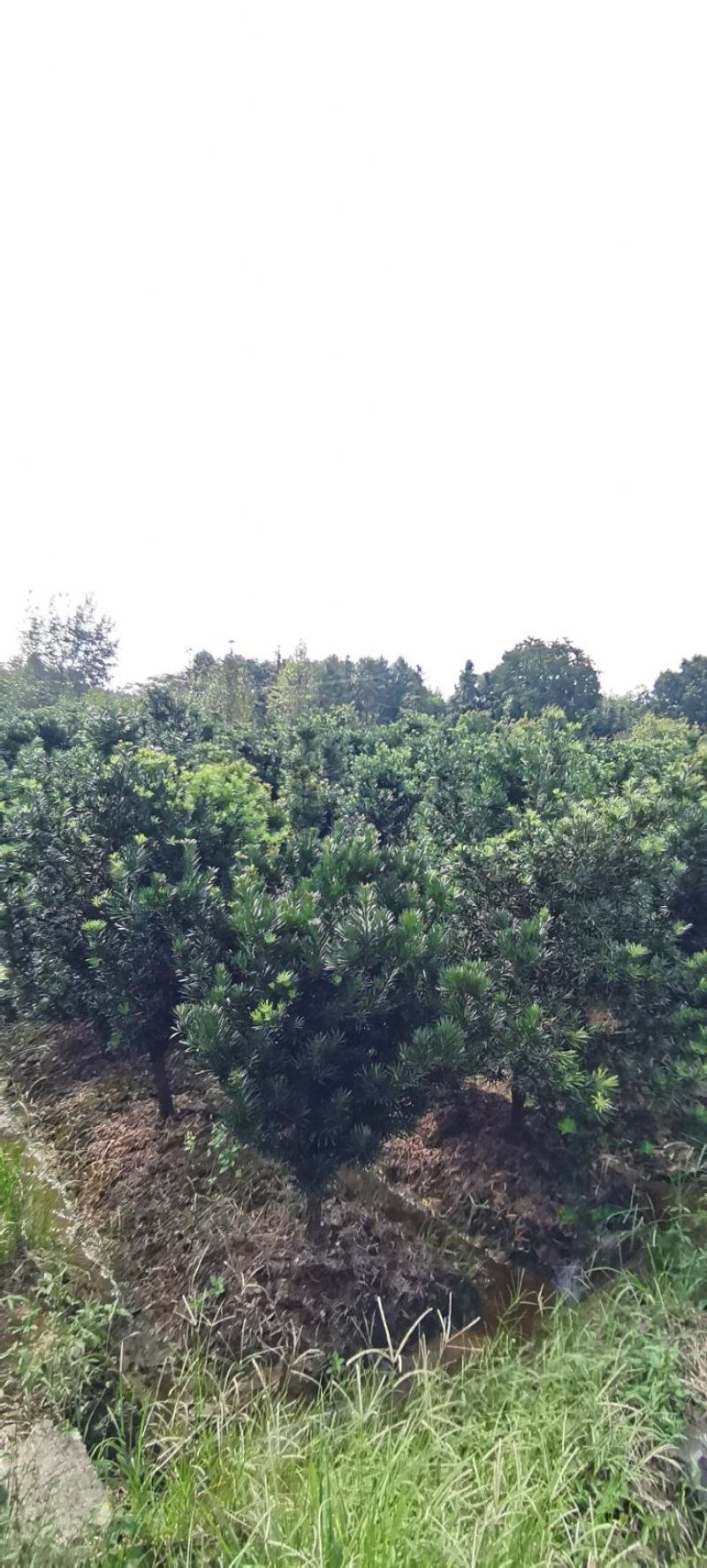 供应7公分罗汉松，自家苗圃供应，移栽田苗，走量批发