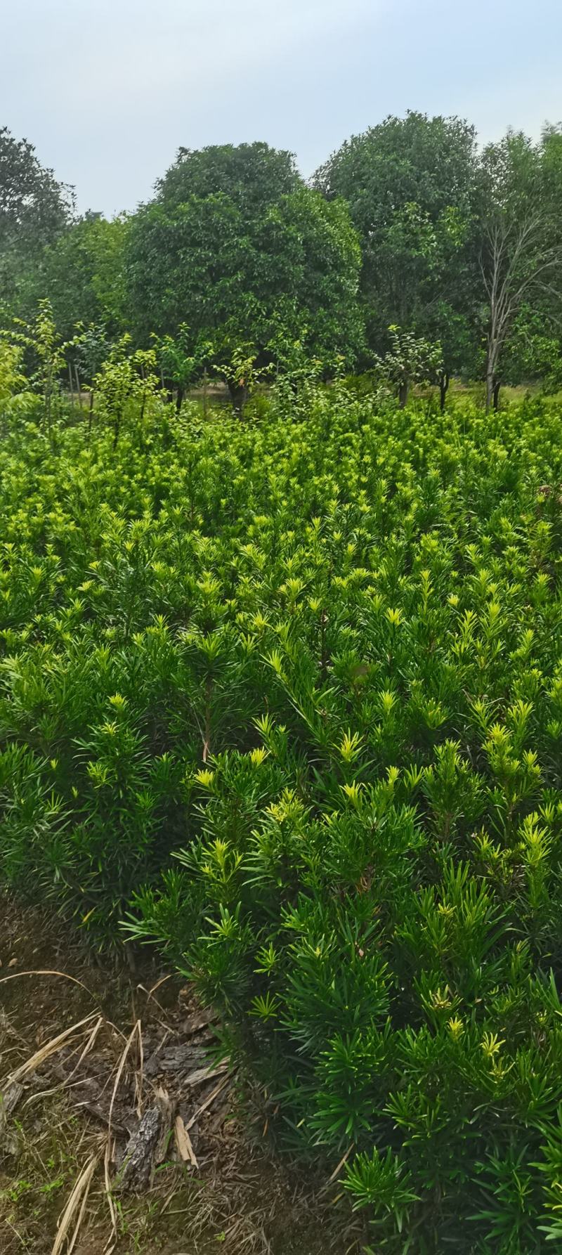 两年生罗汉松小苗，籽播田苗，罗汉松大量供应，走量批发