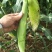 小玉米笋无农药新鲜蔬菜迷你玉米芯水果玉米棒籽现摘食材包邮