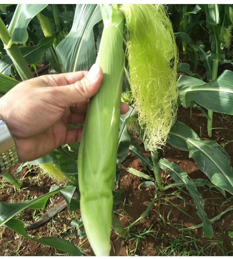 小玉米笋无农药新鲜蔬菜迷你玉米芯水果玉米棒籽现摘食材包邮