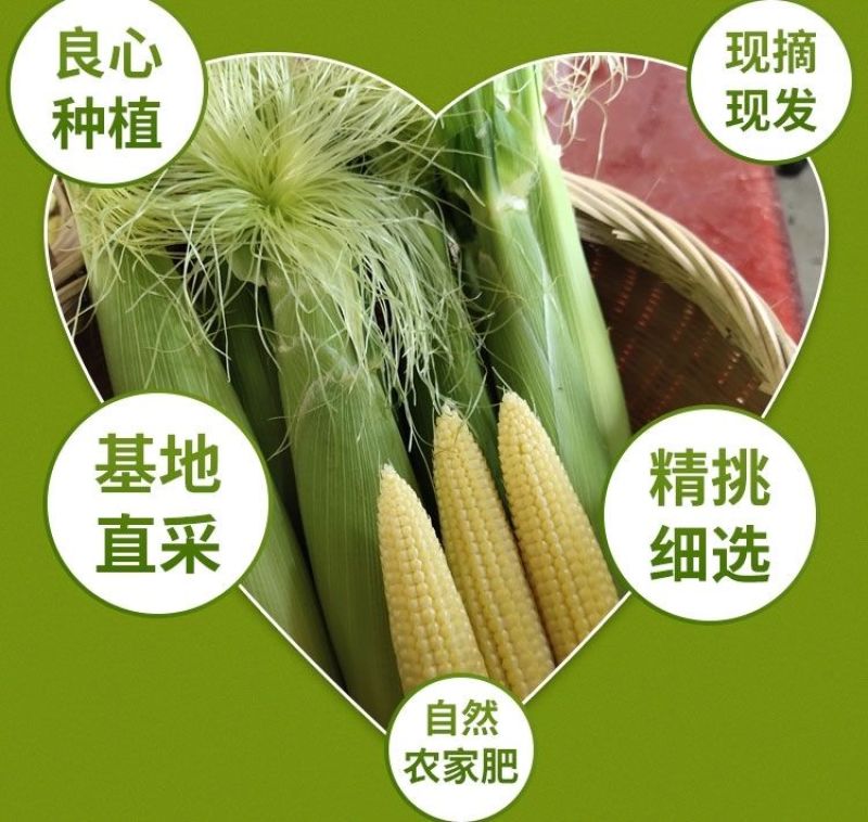 小玉米笋无农药新鲜蔬菜迷你玉米芯水果玉米棒籽现摘食材包邮