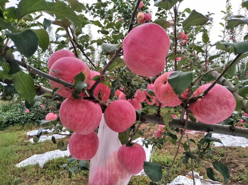 昭通苹果新世纪8月中上旬上市