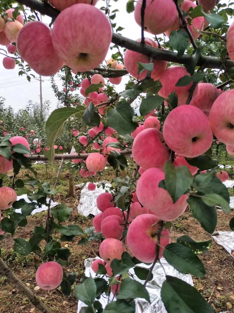 昭通苹果新世纪8月中上旬上市