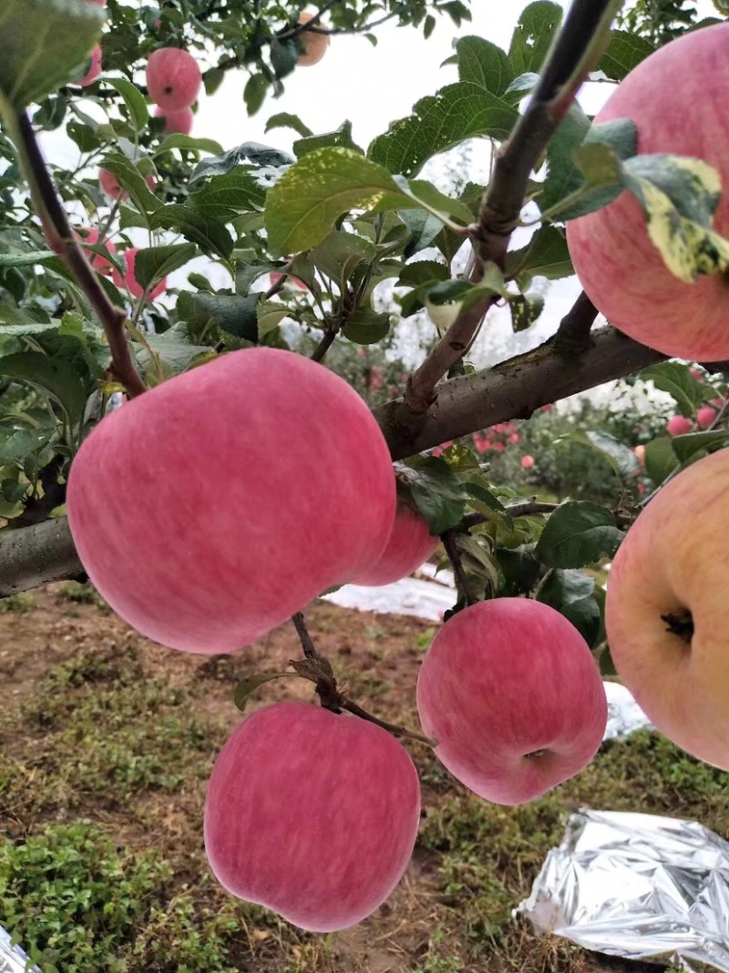昭通苹果新世纪8月中上旬上市
