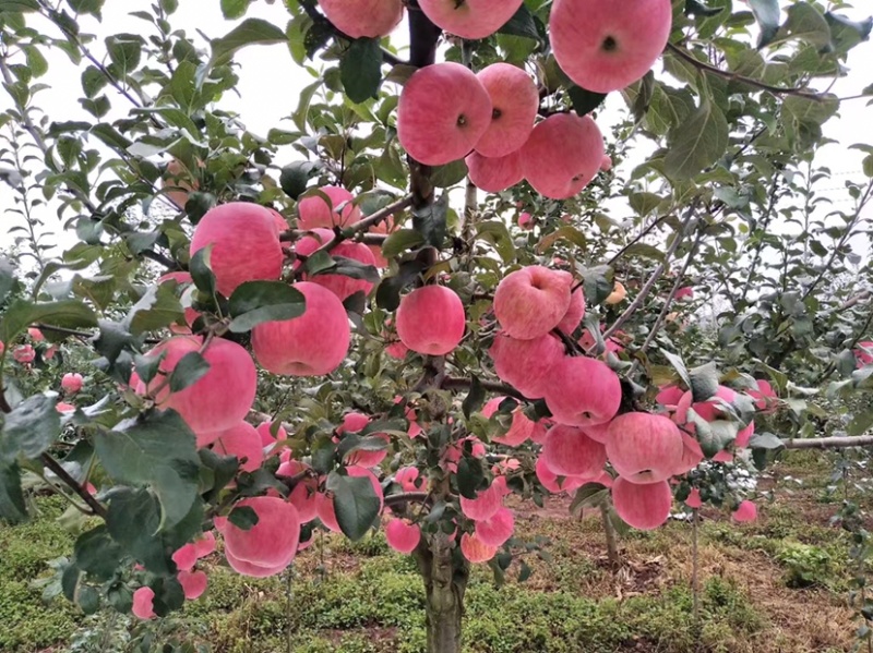 昭通苹果新世纪8月中上旬上市