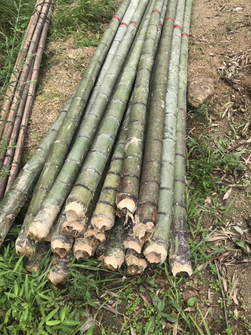 香蕉支撑竹杆，菜架，果树支撑竹杆、豆类支撑竹竿，塔架竹，