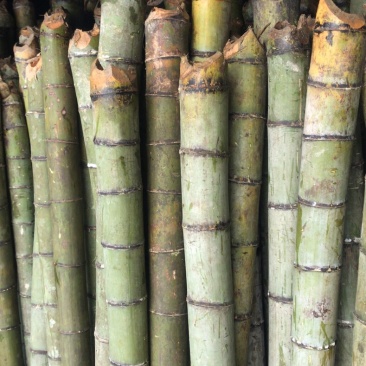 竹子：香蕉竹、竹竿、竹架、塔架竹、菜架、果蔬支撑竹