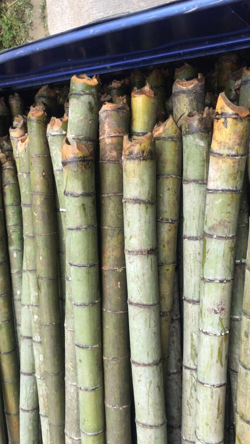 竹子：香蕉竹、竹竿、竹架、塔架竹、菜架、果蔬支撑竹