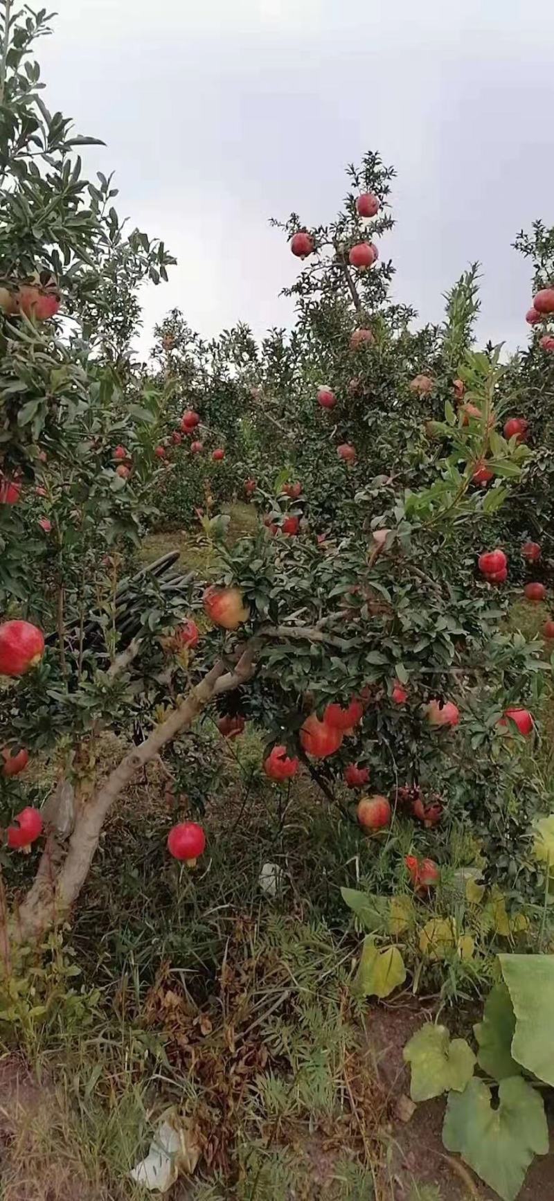 会理突尼斯软籽石榴，自家种植！绿色健康！