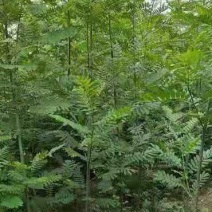 枫杨/枫杨树苗/绿化苗木/乔灌木/种苗/原生态树苗/林木