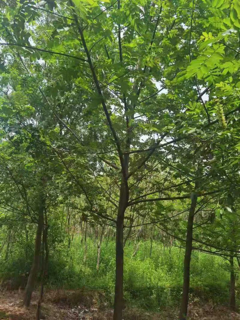 枫杨/枫杨树苗/绿化苗木/乔灌木/种苗/原生态树苗/林木