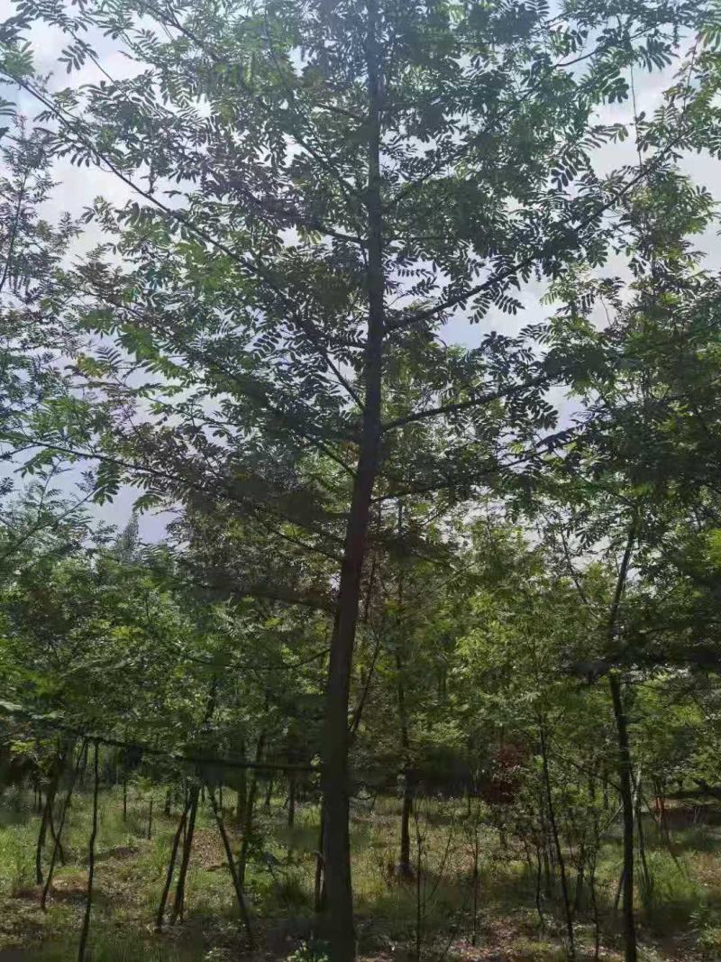 枫杨/枫杨树苗/绿化苗木/乔灌木/种苗/原生态树苗/林木