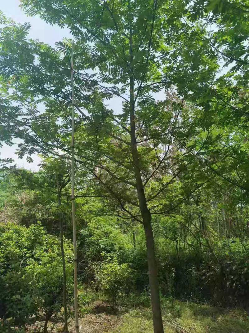 枫杨/枫杨树苗/绿化苗木/乔灌木/种苗/原生态树苗/林木