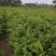 朴树苗朴树小苗2-5公分安徽朴树苗基地直销