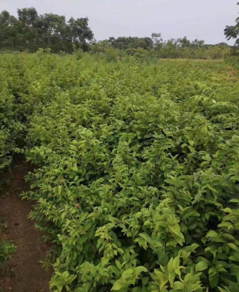 朴树苗朴树小苗2-5公分安徽朴树苗基地直销
