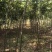 朴树苗朴树小苗2-5公分安徽朴树苗基地直销