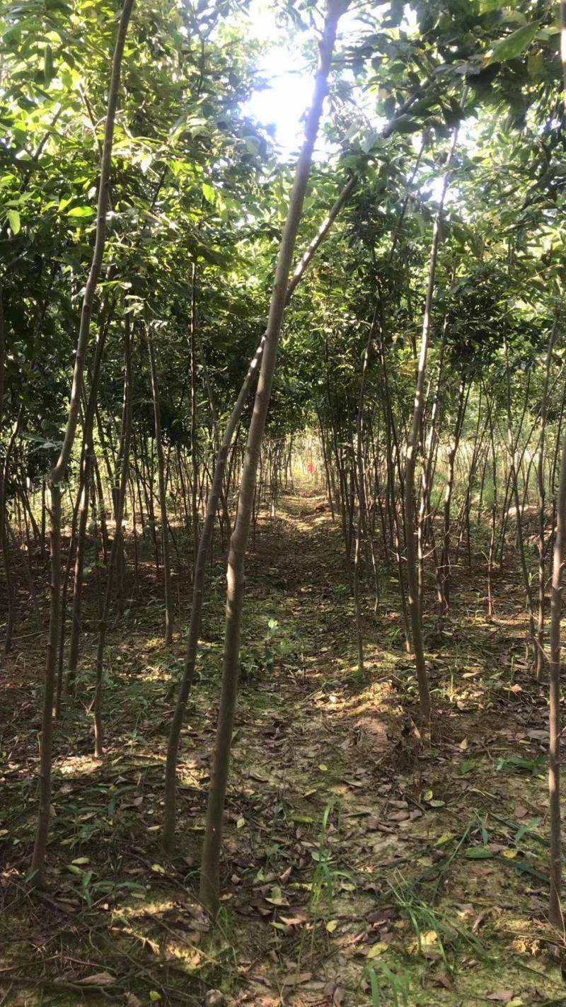 朴树苗朴树小苗2-5公分安徽朴树苗基地直销